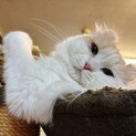 おっとりお淑やか優しいアメリカンカール♀ナラちゃん