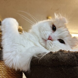 おっとりお淑やか優しいアメリカンカール♀ナラちゃん