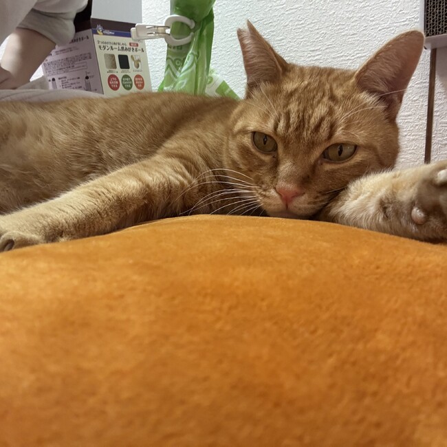 つーかーさのカバー写真