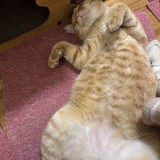 一緒に暮らす幸せを待つ2匹。素敵な家族を探してます