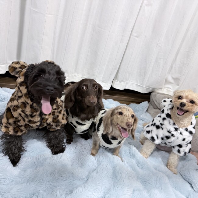 雷麦のカバー写真