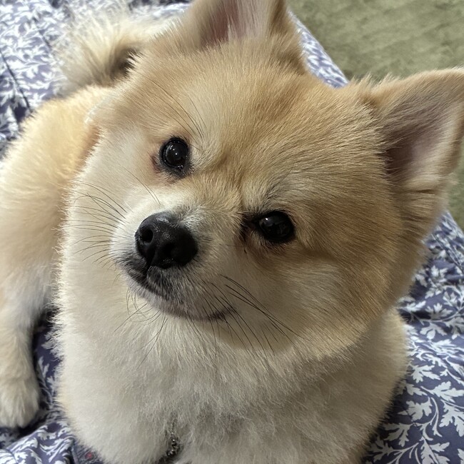 カムハチのカバー写真