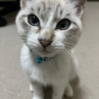 生後約5ヶ月の子猫ちゃん♫里親募集