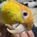 シロハラインコ