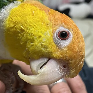 シロハラインコ