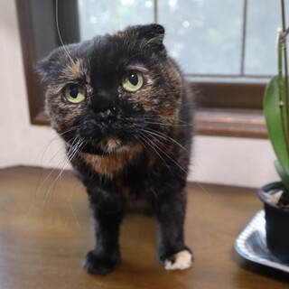 スコティッシュ　たれ耳　女の子　サビ色