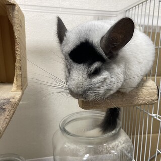 末長く可愛いがって貰える方募集です。