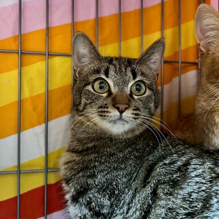 イケメンキジトラのコタくん