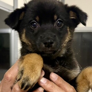 25-W280　とっても利口な姉妹ちゃんです♪