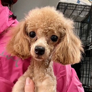 26-W37　1.4㎏　テーカップ女子！！