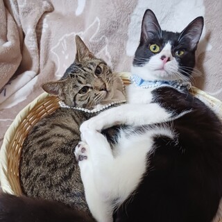 見ていて飽きない仲良しコンビ★避妊去勢手術済！