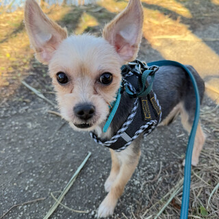 甘えん坊のヨーキーMIXの男の子スカイくん