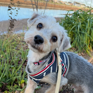 飄々としてるMIX犬！ 「ブロン」