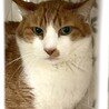 シャイだけど本当は甘えたい、みずたま君 サムネイル5