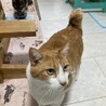 シャイだけど本当は甘えたい、みずたま君 サムネイル6