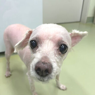 【トイ】マルプーMIXとってもゴキゲンな男の子