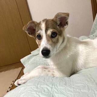 去勢手術済み人が大好きなオス子犬