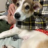 去勢手術済み人が大好きなオス子犬 サムネイル2