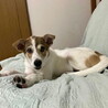 去勢手術済み人が大好きなオス子犬 サムネイル3