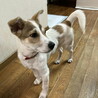 去勢手術済み人が大好きなオス子犬 サムネイル4