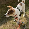 去勢手術済み人が大好きなオス子犬 サムネイル5