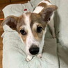 去勢手術済み人が大好きなオス子犬 サムネイル6