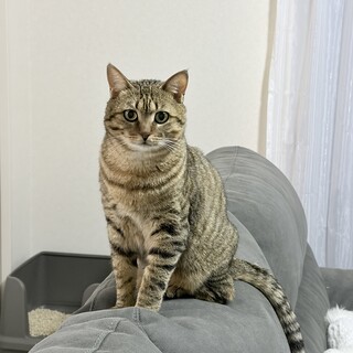 キジトラ兄弟猫　ぐり