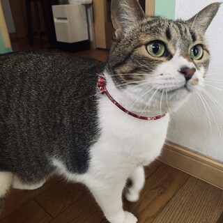 大きめ女の子♡