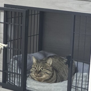 キジトラ兄弟猫　グラ