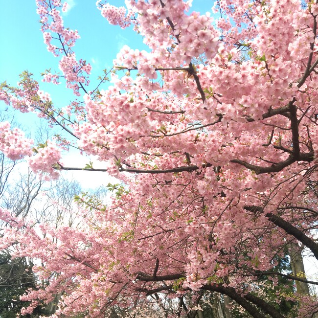 キチ222のカバー写真