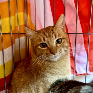 甘えん坊の茶トラボーイのチャイくん