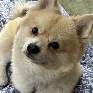 ありがとうございました♡ポメラニアン　男の子