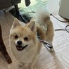 ありがとうございました♡ポメラニアン　男の子 サムネイル2