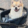ありがとうございました♡ポメラニアン　男の子 サムネイル3