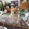 ありがとうございました♡ポメラニアン　男の子 サムネイル5