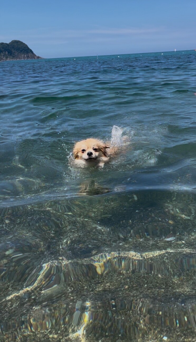 ありがとうございました♡ポメラニアン　男の子 サムネイル6