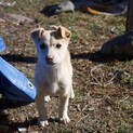 生後３ヶ月の可愛い仔犬達です！