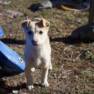 生後３ヶ月の可愛い仔犬達です！