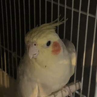 オカメインコ 2匹