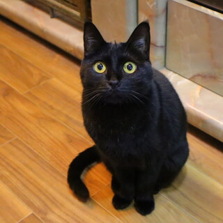 遊ぶの大好き甘えん坊なリルちゃん　2/11に更新