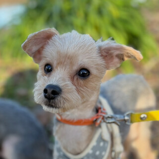 ベビーフェイスのMIX♂︎︎ 「ビリーくん」