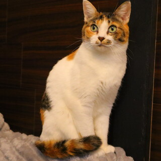 ラヴィ様·͜·ᰔᩚリバティ❤︎フォレストウェーブ❤︎後ろ姿猫ちゃんオーダー3点·͜·ᰔᩚ ツンデレ気ままな猫型ロボット「ウ～ニャン」が発売｜ウォーカープラス