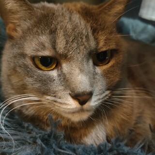 ツンツン女王シーアンちゃん2/11更新