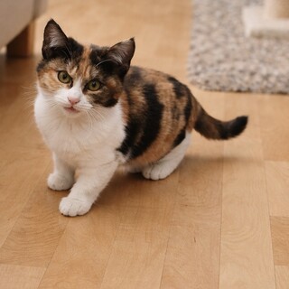 【トライアル予定の為一時停止中】三毛猫ちゃん＊