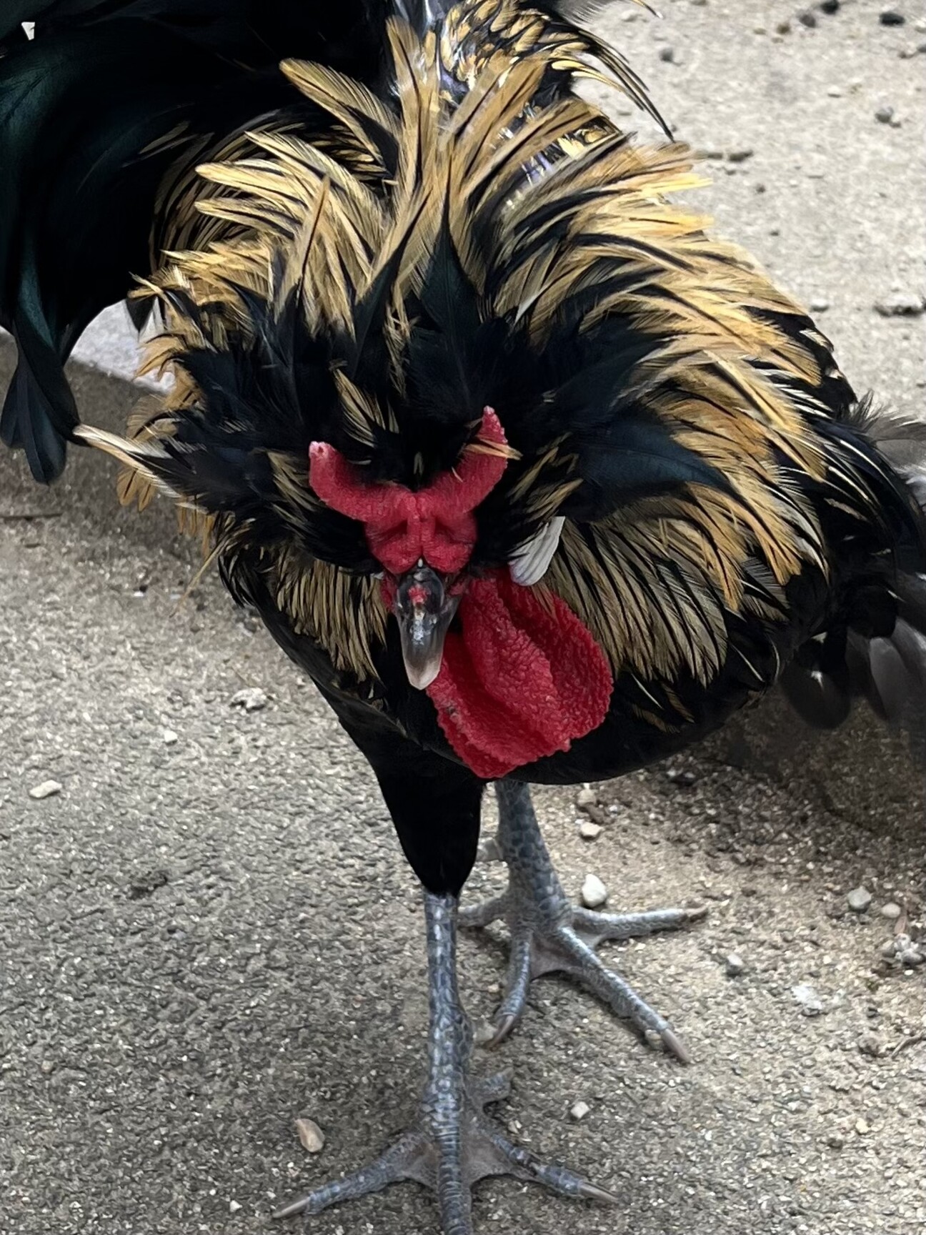 無事決まりました！」奈良県 - 鳥の里親募集(515407) :: ペットの