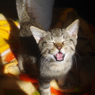 子猫の里親募集。