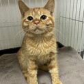 茶トラ　のんたん　男の子