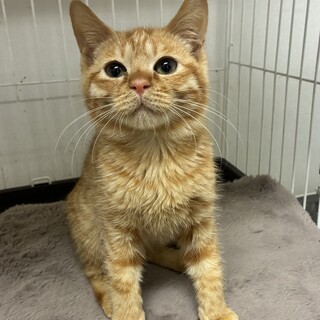 茶トラ　のんたん　男の子