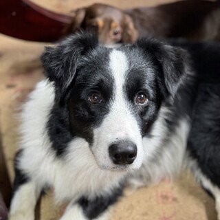 ボーダーコリー　男の子　一歳半