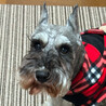 ミニチュアシュナウザー6歳 女の子 サムネイル1